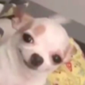 Meet your Posher, Lily